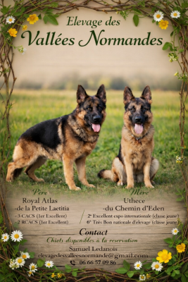 Berger Allemand - Chiot Berger Allemand