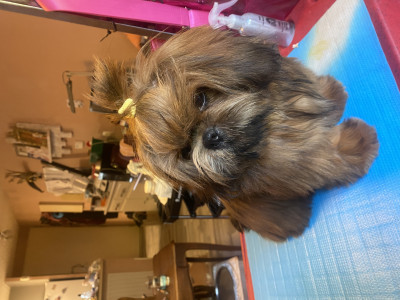 Shih Tzu - bébés Shih Tzu