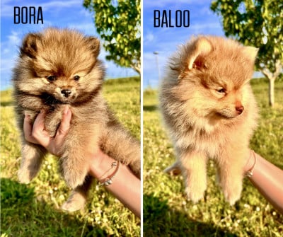 Spitz allemand - Chiots Spitz Allemand Petit LOF