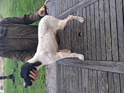 Pointer - chiot femelle POINTER 4 mois et demi - DE REZEAU