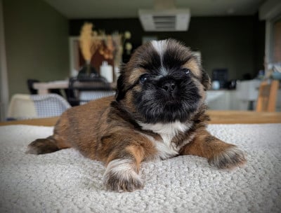 Shih Tzu - Chiots Shih Tzu LOF