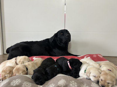 Labrador Retriever - Chiots Labrador Retriever LOF
