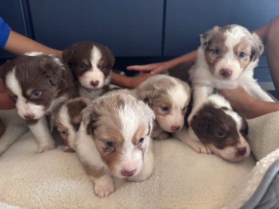 Berger Australien - Chiots LOF Berger Australien disponibles le 16/08/2025