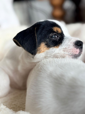 Jack Russell Terrier - Chiots Jack Russell LOF ? 1 Femelle ? Deauville