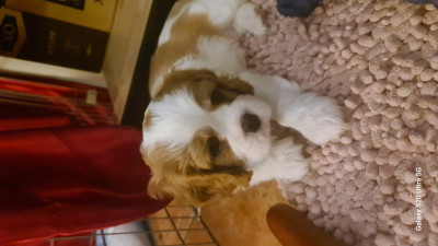 Cavalier King Charles Spaniel - ?Chiots Cavalier King Charles à vendre? - 915126