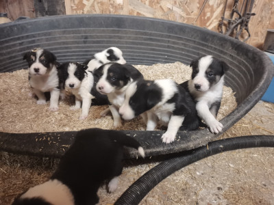Border Collie - Chiots border collie - élevage de marcchenval