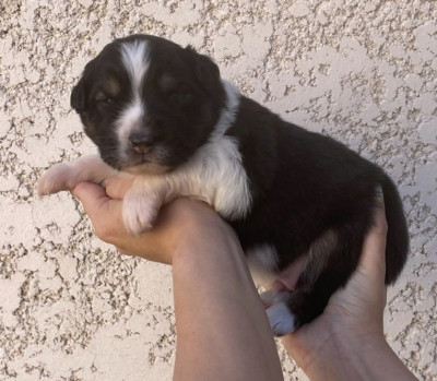 Berger Australien - Chiots Bergers Australiens inscrits au LOF