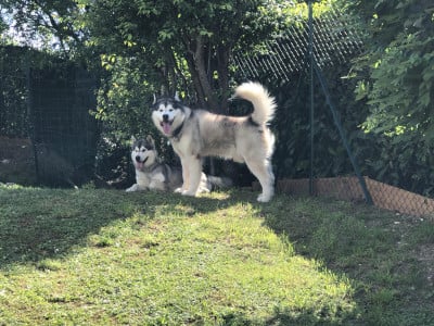 Alaskan Malamute - Chiots malamute de l'alaska d'exception à naître - De Magellan en Isère