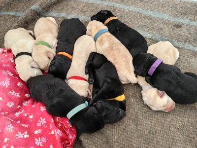 Labrador Retriever - "Labradors du Clos du vieux pressoir "