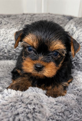 Yorkshire Terrier - Chiots Yorkshire Terrier LOF