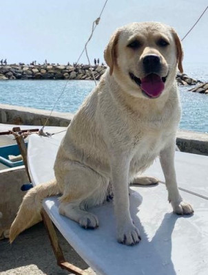 Labrador Retriever - Labrador Retriever Sable LOF