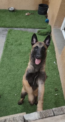 Berger Belge - Chiots Berger Belge Malinois LOF à Vendre - Les protecteurs des Lys