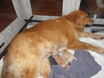 Golden Retriever - vend deux magnifique golden