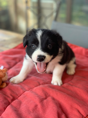 Border Collie - Vends chiots border collie a 2 mois