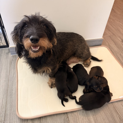 Teckel poil dur - Chiots teckel poils dur