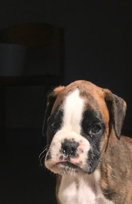 Boxer - CHIOTS BOXER LOF à réserver