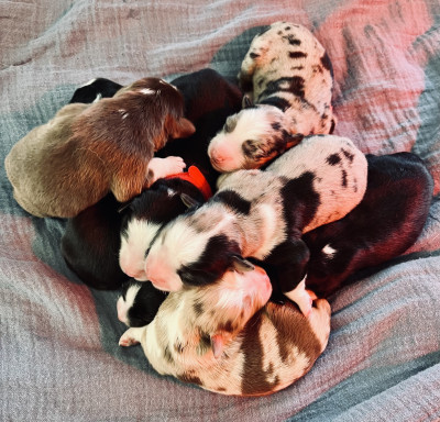 Berger Américain Miniature  - Chiots Bergers américains miniatures - Des Terres des Calanques