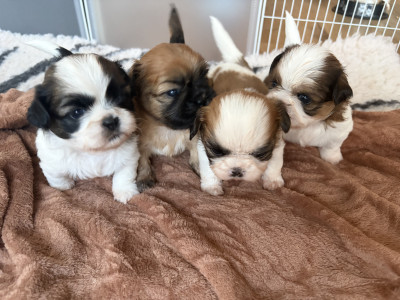 Shih Tzu - Chiots Shih Tzu LoF