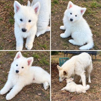 Berger Blanc Suisse - Bonjour ? Oui, nos trois petits mâles Berger Blanc Suisse sont toujours disponibles