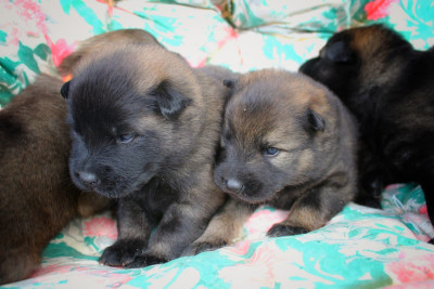 Eurasier - Chiots Eurasiers LOF