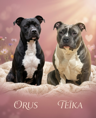 American Staffordshire Terrier - American staffordshire terrier