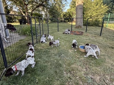 Braque allemand à poil court - Chiots braque Allemand LOF