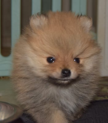 Spitz allemand - Pomeranians/spitz nains