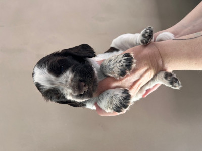 Cocker Spaniel Anglais - Chiots Cocker Anglais