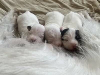 Parson Russell Terrier - Chiots LOF Parson Russell Terrier