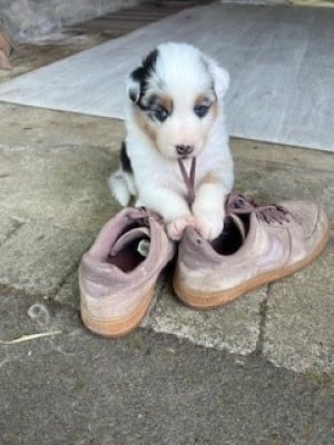 Berger Australien - Chiots Berger Australien LOF