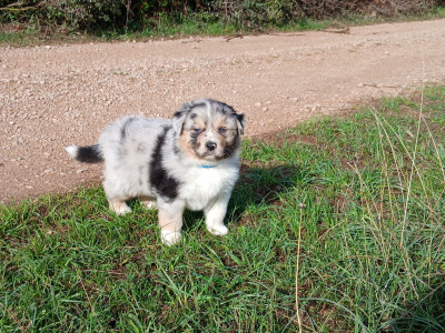 Berger Australien - Chiots bergers australiens LOF - Du vent occitan