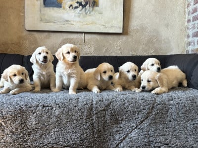Golden Retriever - Chiot golden retriever