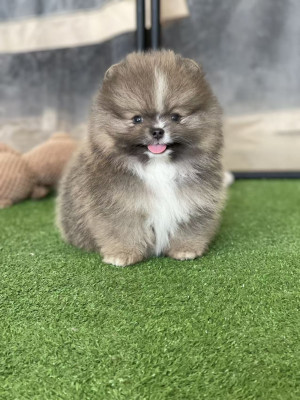 Spitz allemand - Les chiots Pomeranian disponibles - chang cheng