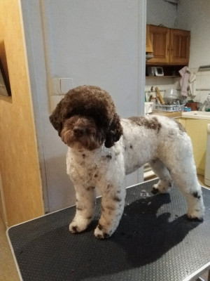 Lagotto Romagnolo - chiots lagotto romagnolo - des peupleraies de chautagne
