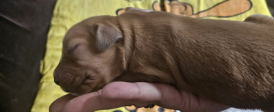 Cocker Spaniel Anglais - Aussiecocker aussi appelé Cotralian