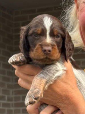 Epagneul picard - Chiots Epagneul Picard LOF