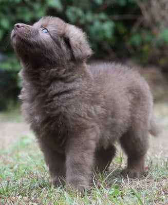 Berger Allemand Poil Long - ALTDEUSCHER SCHÄFERHUND de couleurs rares - De la Marcotte d'Odin
