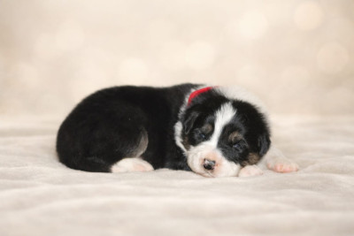 Border Collie - Border collie LOF - SLICE OF HEAVEN