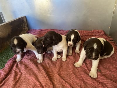 Petit Epagneul de Münster - Chiots Petit Epagneul de Munster