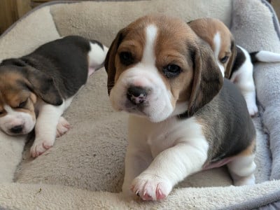 Beagle - Magnifiques chiots beagle lof