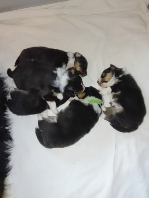 Shetland Sheepdog - Chiot Berger Shetland