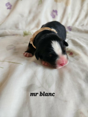 Bouvier Bernois - chiot bouviers bernois lof - coeur du limousin