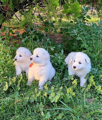 Berger Blanc Suisse - CHIOT berger blanc suisse LOF Poil Long