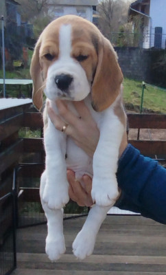 Beagle - Chiots beagles au lof