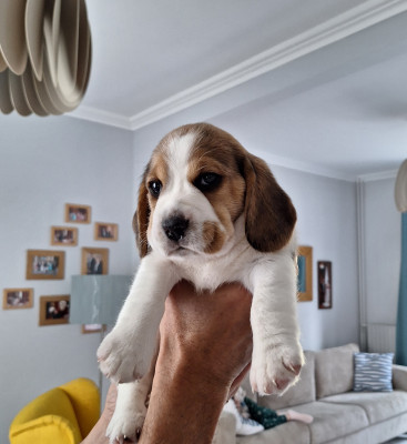 Beagle - Chiots beagle lof à réserver - DE LA SALIA MATCHA