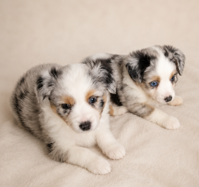 Berger Américain Miniature  - Chiots Berger Américain Miniature LOF