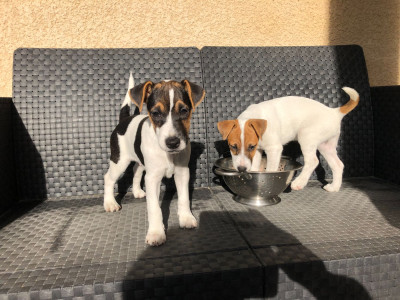 Parson Russell Terrier - Chiots Parson Russell Terrier LOF