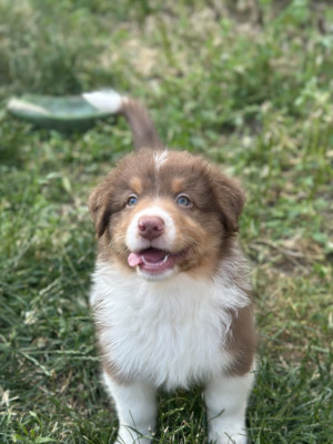 Berger Australien - Chiots berger australien