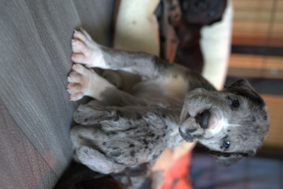 Dogue allemand - Dogue allemand LOF