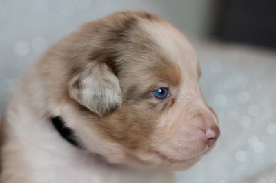 Berger Australien - Vends Chiots Berger Australien LOF